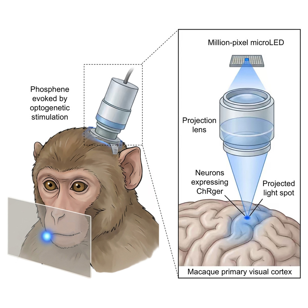 Optogenetics illustration